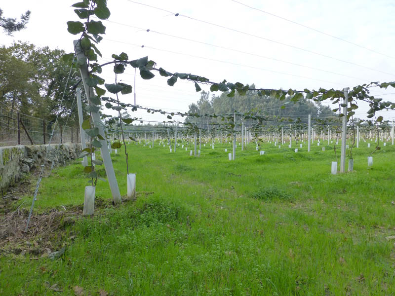 Poles / Mainstay Previcon - Planting Kiwis